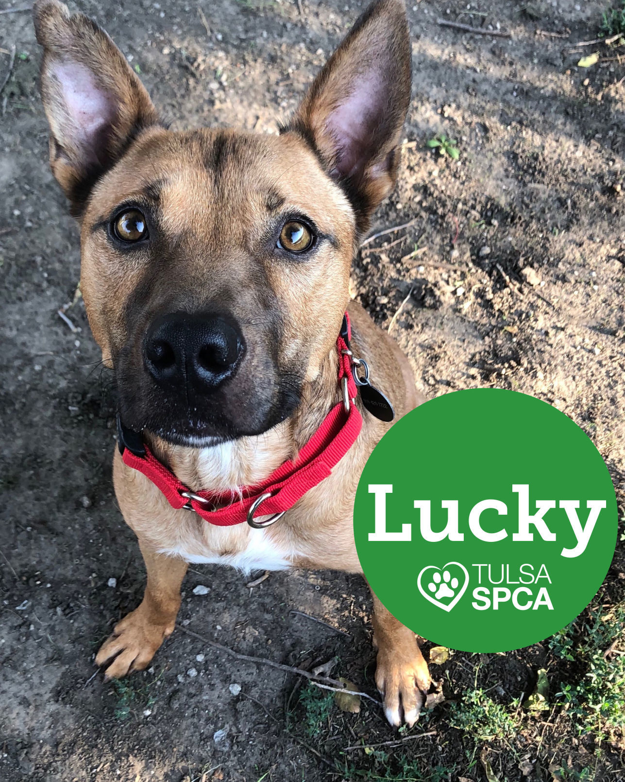Lucky